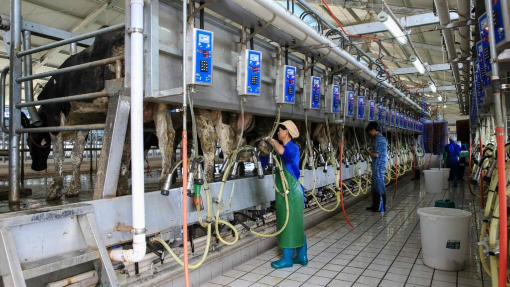 Farmer checking LED cattle lights during milking