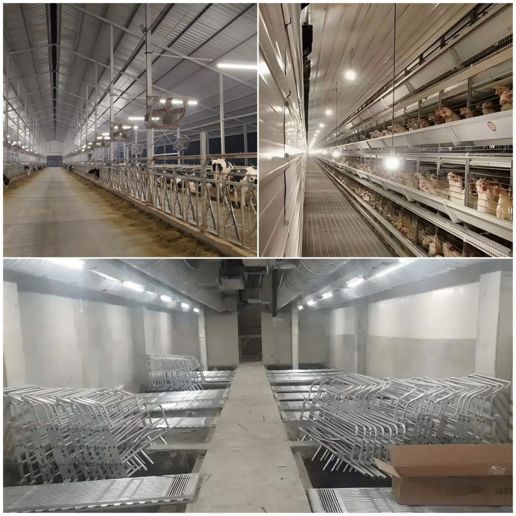 LED lighting improving welfare for cows, poultry, and pigs