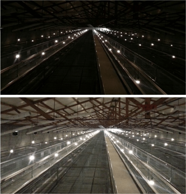 Comparison between dark barn and LED-lit dairy barn