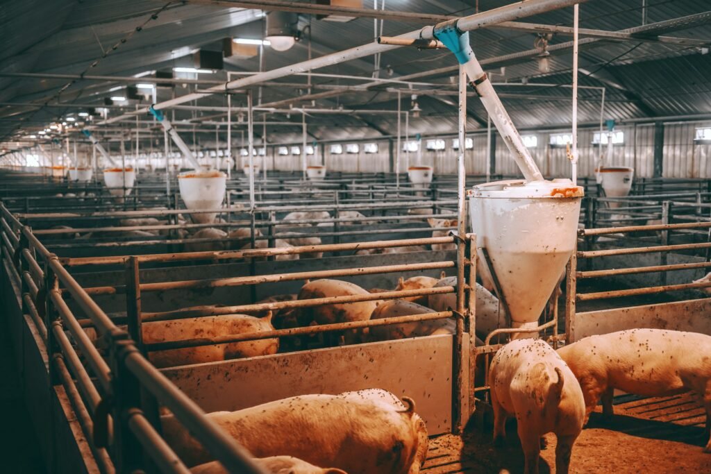 What Is Animal Lighting? A Simple Guide for Modern Livestock Farms