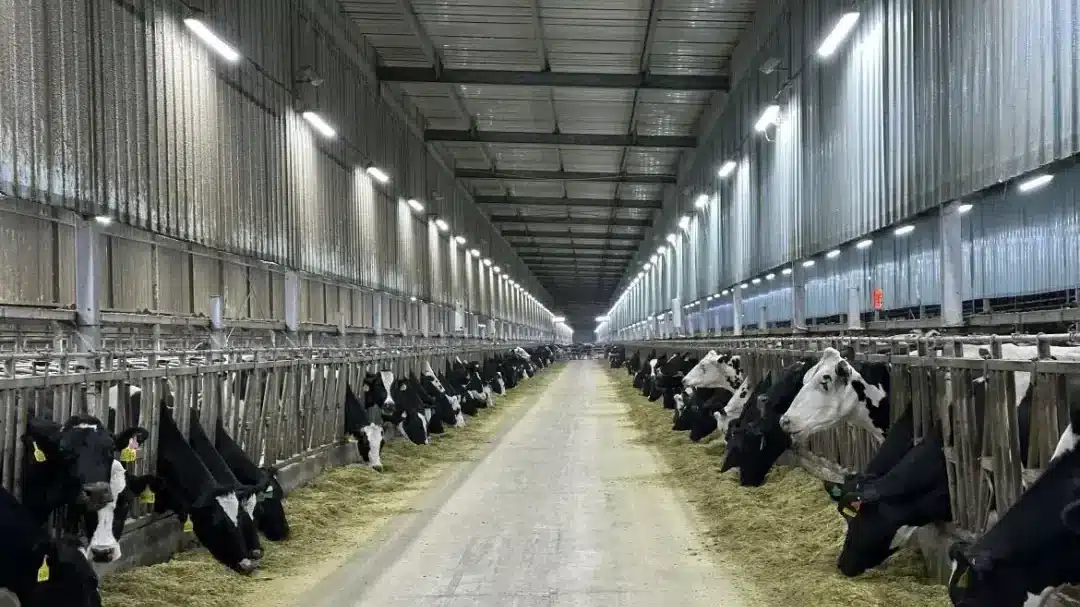 LED dairy barn lighting for long-day illumination.
