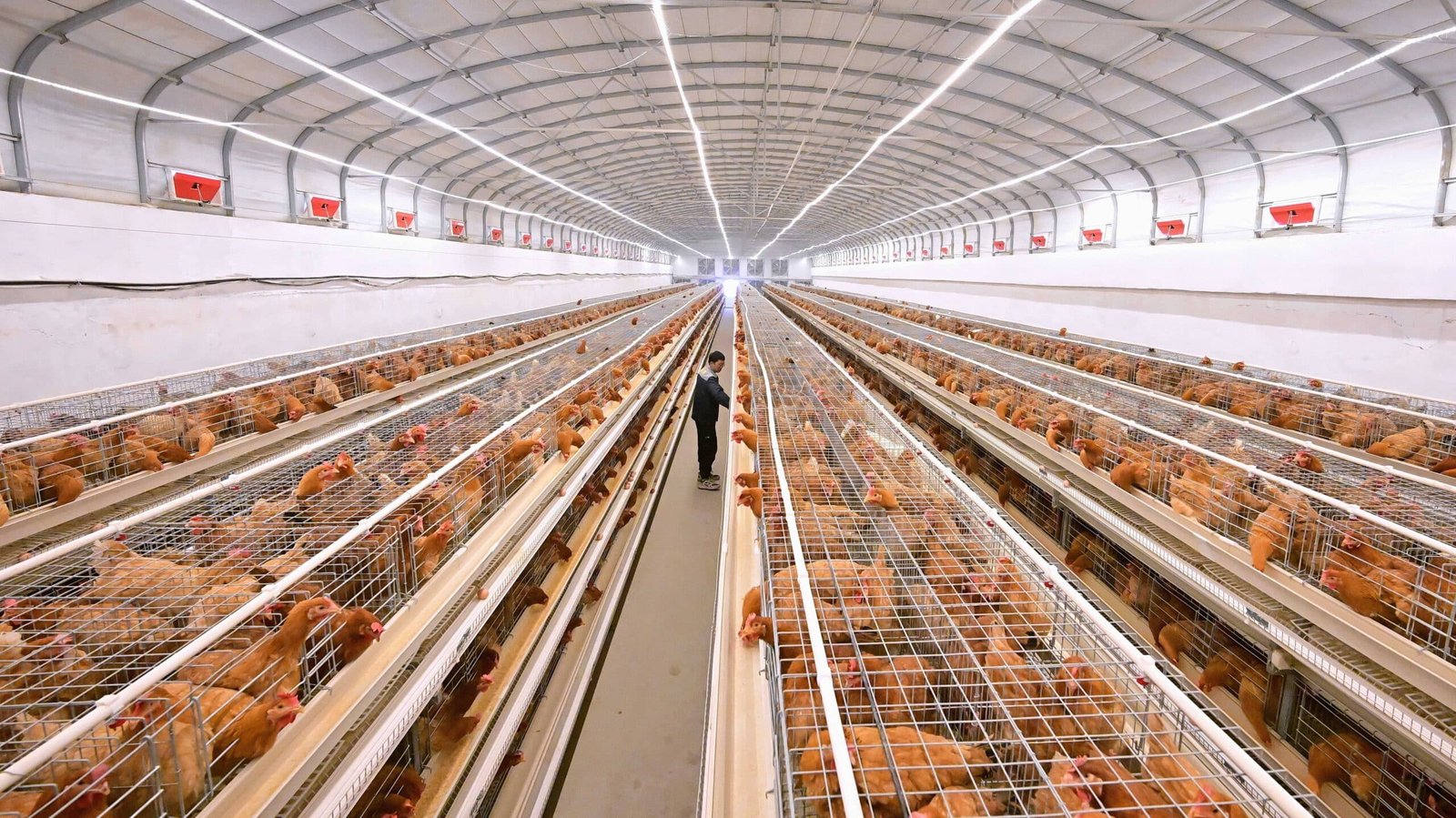LED poultry lighting in modern chicken house