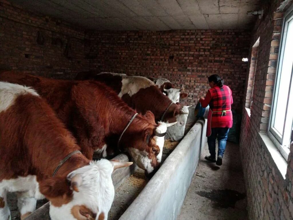 fluorescent lights in livestock barn