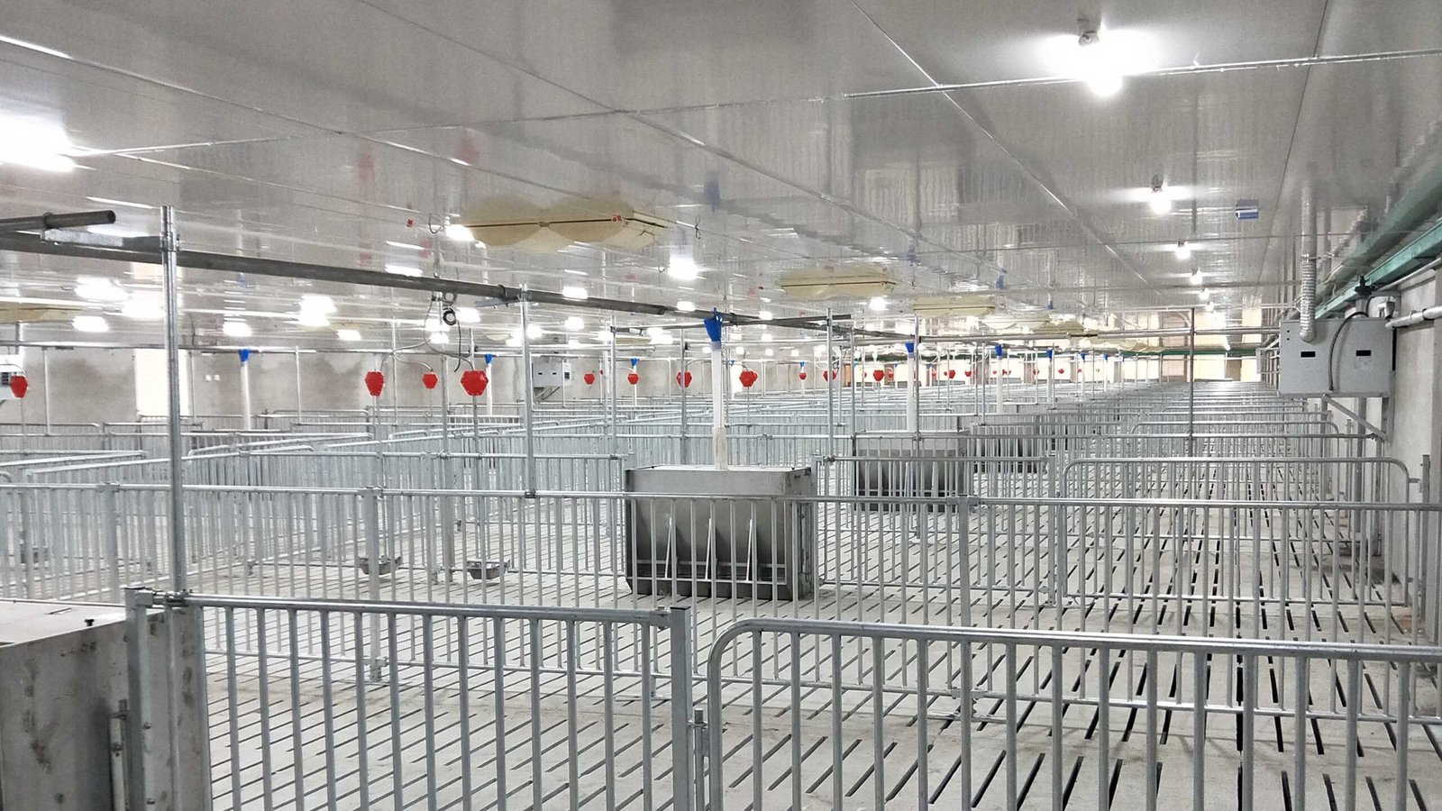 Installation of Pig Lighting