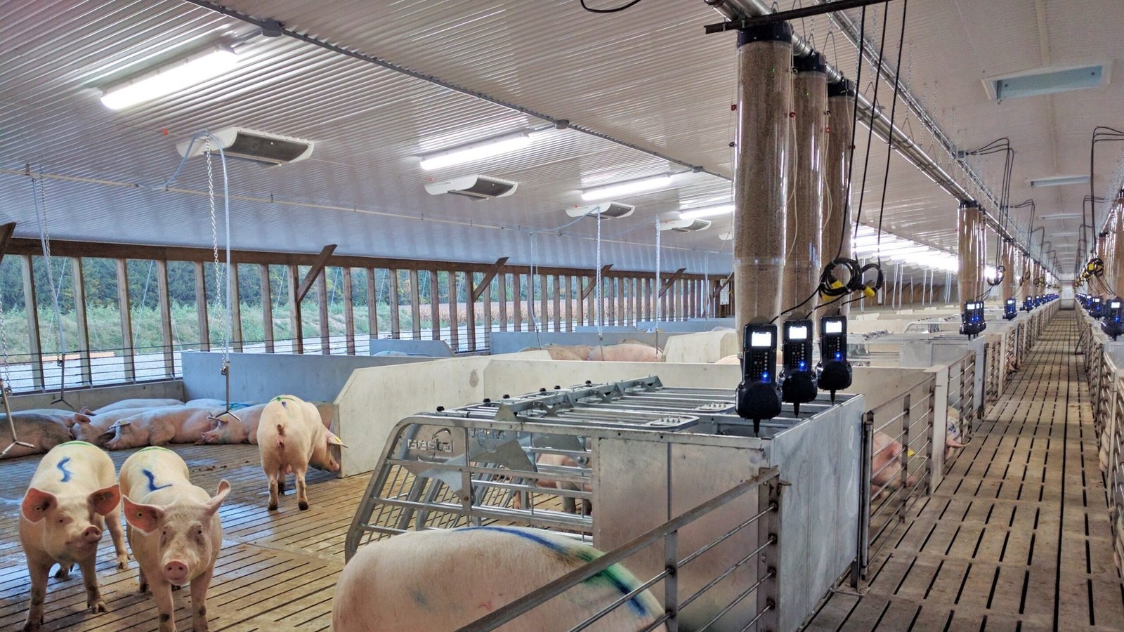 LED lighting in modern pig barn