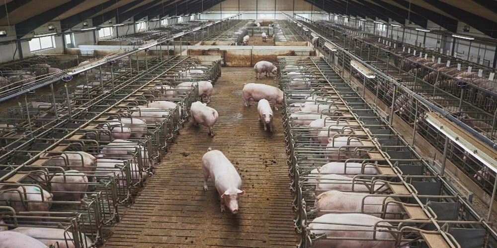 waterproof LED light in pig barn