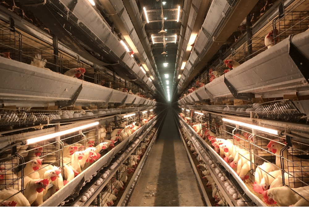 low voltage poultry lighting system installation
