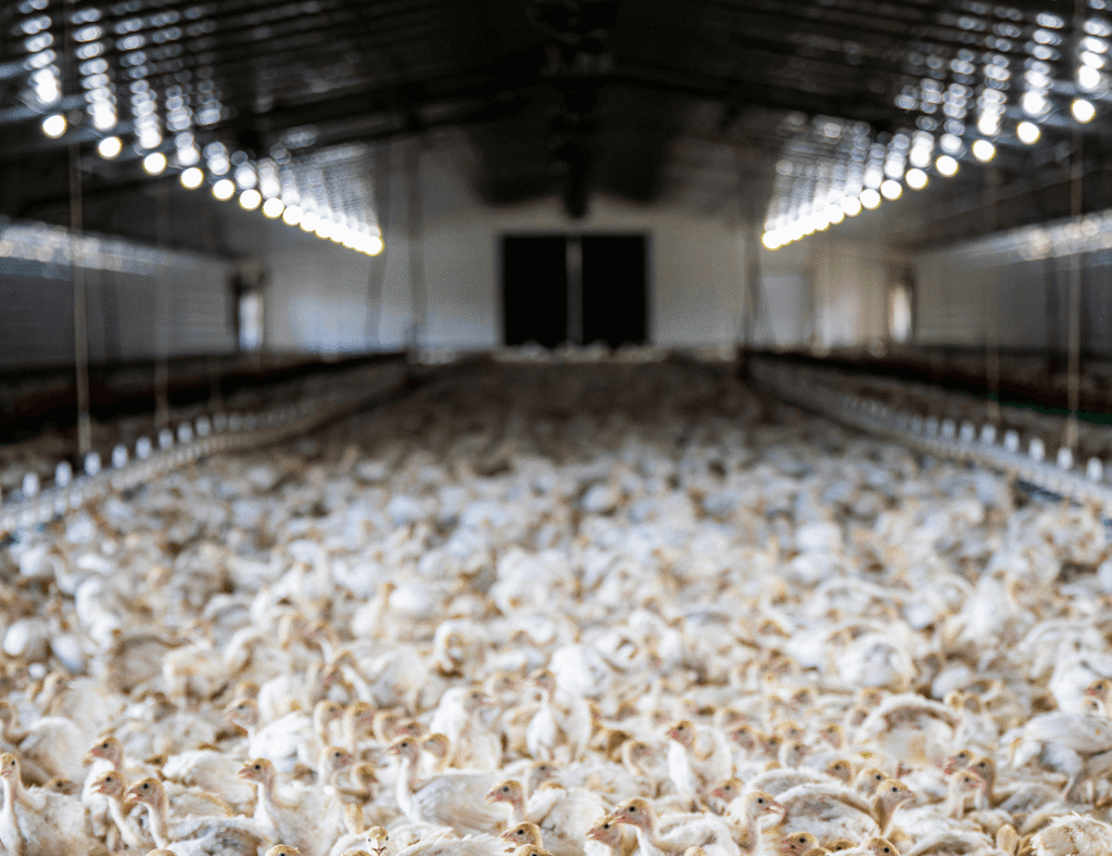 uneven lighting in long poultry house caused by voltage drop